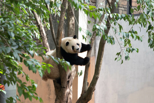 Close up Giant Panda, Yuan Run, in Chengdu Panda Base, China