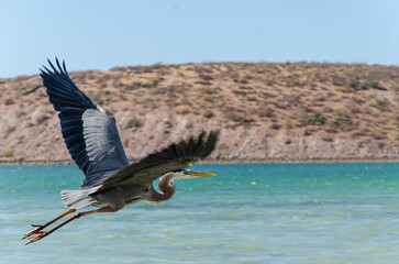 Garza en vuelo