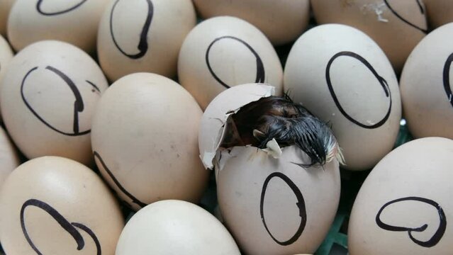 A small newborn chick breaks an egg shell and pierces it with its beak and body in an incubator on a home farm