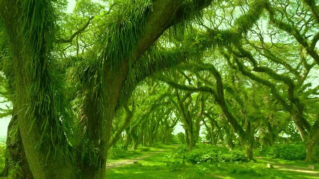 Wildness rainforest in the Amazon jungle, Brazil. Aerial Drone view 4K.