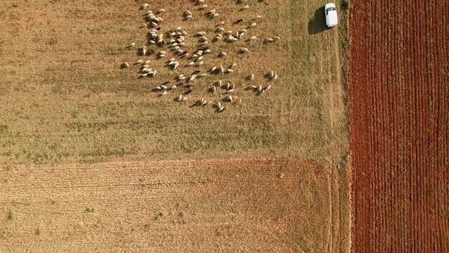 Flock of sheep grazing in the fields of Castile in a drone view, Segovia, Spain.