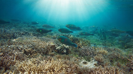 Fish with sunlight underwater on a shallow coral reef (parrotfish Scarus rivulatus), south Pacific ocean, natural scene, New Caledonia, Oceania