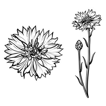 Cornflower flower on a white background. Vector illustration of cornflowers.