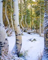 Curvy Aspen Trees in  Southern Colorado, America, USA.