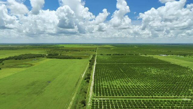 View from above of green farmlands with rows of orange grove trees growing on a sunny day in Florida