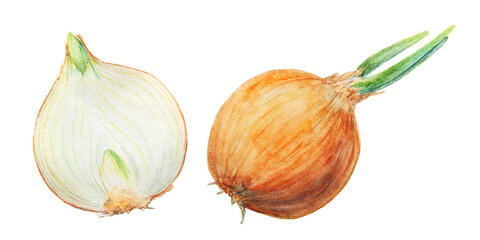 Hand drawn watercolor onion Illustration. Realistic clip art of gold vegetable with green bow feathers. Painting for restaurant or cafe menu, cooking book, farmer eco products, packing, prints, lables