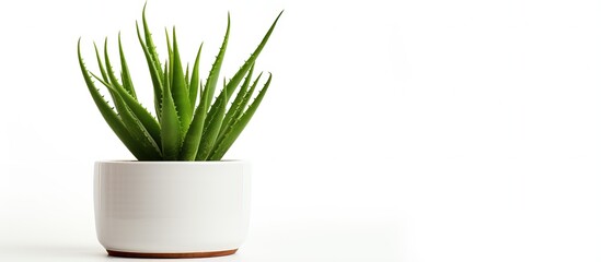 A white background with a potted aloe plant