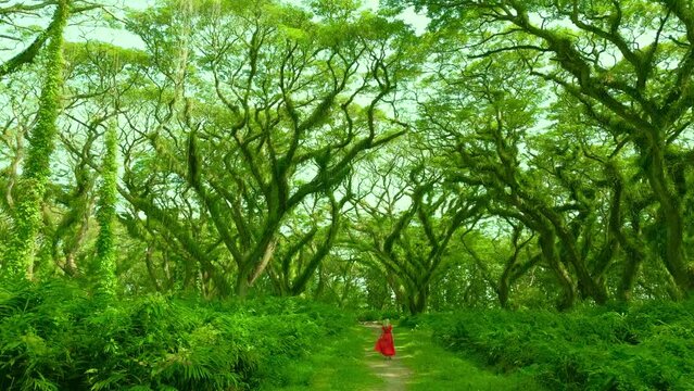 Woman in a red dress walking through a fabulous rainforest in De Djawatan forest at Banyuwangi, East Java, Indonesia. Aerial Drone view 4K.