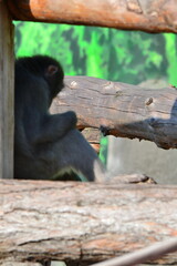 Spider, nature, wildlife, mammal, zoo, animal.