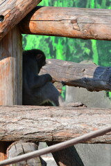 Spider, nature, wildlife, mammal, zoo, animal.