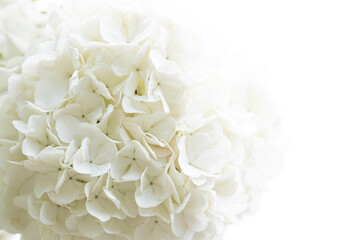 Close up White Hydrangea flower on white background