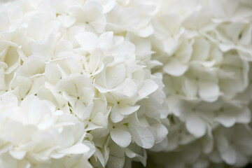 Close up White Hydrangea flower on white background
