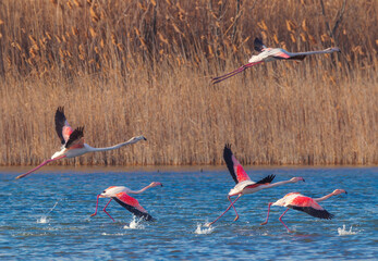 Flamingos feeding food in a sea lake water. Flamingo flying in a sky.