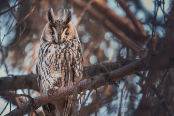 owl Long-eared wildlife bird watching from a pine tree branch in a mystery wood