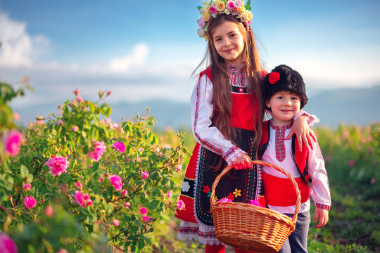 Bulgarian Rose Damascena field, Roses valley Kazanlak, Bulgaria. Boy and girl in ethnic folklore clothing harvesting oil-bearing roses at sunrise..