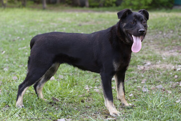 black dog full body photo on green grass background