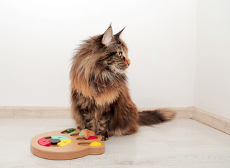  Tortoiseshell Maine Coon cute cat playing with his toy, colorful slide snack puzzle . Smart pet toys.