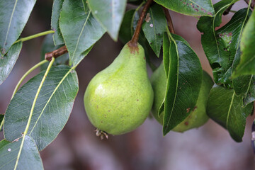 Pear hanging on a tree - obrazy, fototapety, plakaty