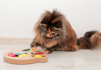  Tortoiseshell Maine Coon cute cat playing with his toy, colorful slide snack puzzle . Smart pet toys.