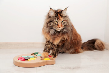  Tortoiseshell Maine Coon cute cat playing with his toy, colorful slide snack puzzle . Smart pet toys.