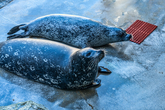 California Aquarium Sealions