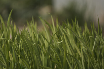 colorful flowers on a green blur background