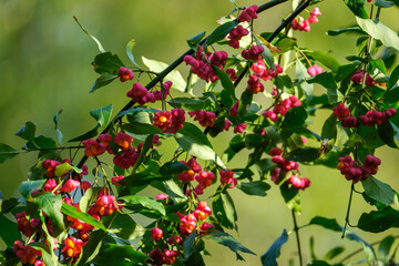 colorful flowers on a green blur background