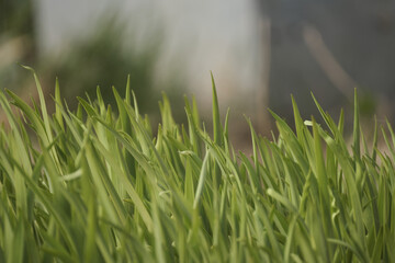 colorful flowers on a green blur background