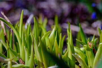 Fototapeta premium colorful flowers on a green blur background