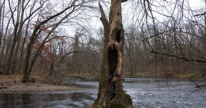 An eerie hollow tree along a river bank with rushing water. 4k  Vertical camera pan.