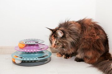  Tortoiseshell Maine Coon catplaying with his toy, spiral colorful tower with balls
