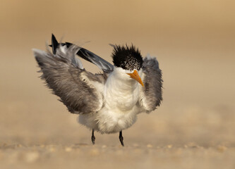 Lesser Crested Tern preening perched on ground at tubli, Bahrain
