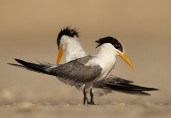 Lesser Crested Terns perched on ground at tubli, Bahrain