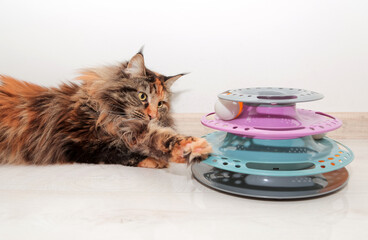  Tortoiseshell Maine Coon catplaying with his toy, spiral colorful tower with balls