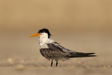 Lesser Crested Tern perched on ground after a dive at tubli, Bahrain