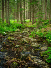 tree trunks in green summer forest with foliage