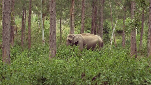 Wild Asian Elephant, Thailand Jungle. Endangered giant, powerful bull, ivory tusks. Nature beauty. Young Asian Elephant in Thailand's Kui Buri Park