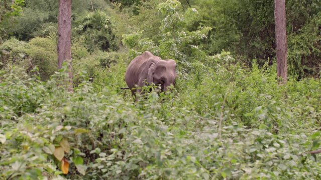 Single Asian Elephant in Kui Buri National Park. Asian elephant stands tall. A symbol of strength, magnificent herbivore thrives in a protected environment.