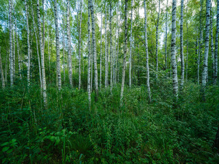 tree trunks in green summer forest with foliage - 659584139