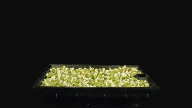 Time lapse of germinating microgreens mung bean seeds in RGB + ALPHA matte format isolated on black background
