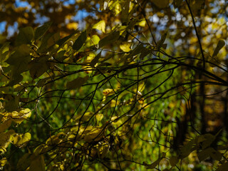 dark moodie autumn colored foliage abstracts in nature