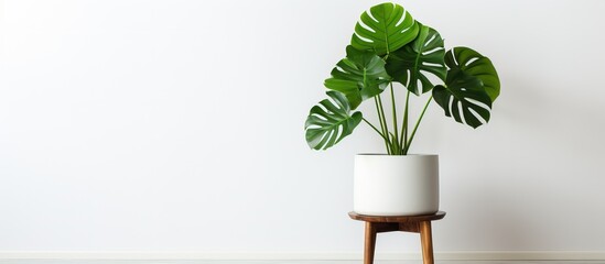 Minimalist room interior with a Monstera flower in a white pot on a white wooden pedestal against a white background