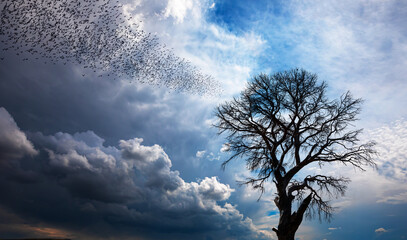 Silhouette of birds flying over lone dead tree with dramatic clouds at sunset