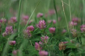colorful flowers on a green blur background
