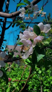 bee on tree with flowers
