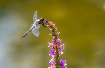 Macro of a four-spotted chaser dragnonfly