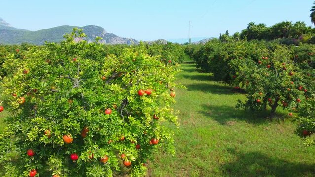 Ripe pomegranate bears fruit on branches of trees in garden against backdrop of mountain valley. Aerial view from drone. Trees in nature. Rows of pomegranate trees with ripe fruits branches in garden