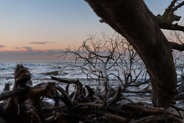 Powalone drzewo w morzu w zimowej scenerii