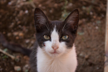 Retrato y mirada de gato joven blanco y negro con ojos verdes y hocico rosado con fondo marrón.