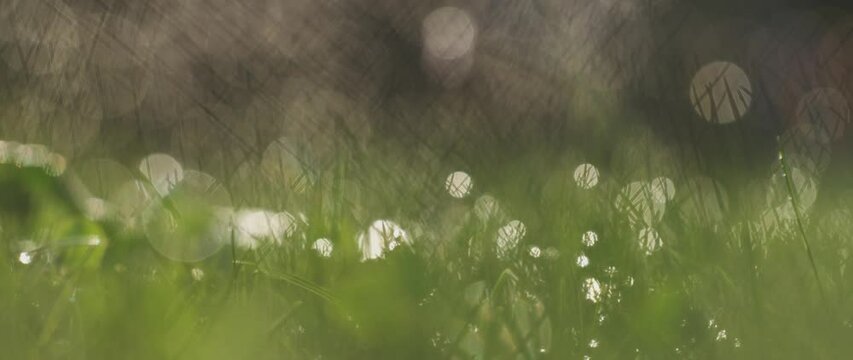 Grass with rain drops. Watering lawn. Blurred grass background with water drops close-up